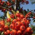 Pyracantha x 'Saphyr Rouge' fruit
